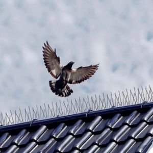 Polycarbonate Bird Spikes